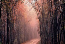 开云APP-奥斯梅恩火力全开！那不勒斯锋霸场均1球横扫亚平宁