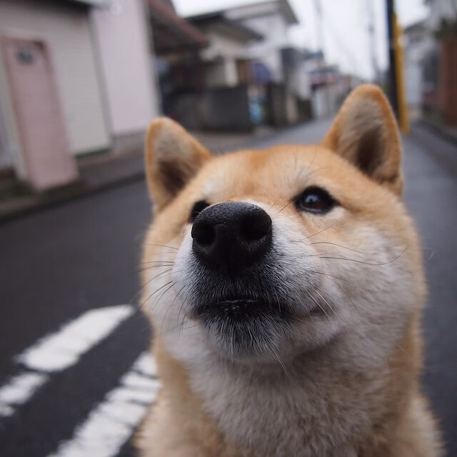 开云下载-关键先生文班亚马！魔术突围广东队，外援内线双核成X因素