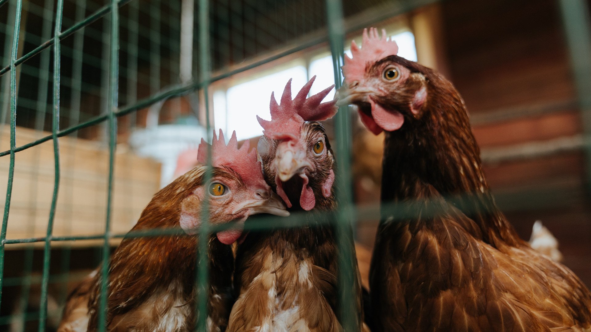 西决生死战焦点战，厄瓜多尔强行终结阿森纳，足球史诗逆袭篇章