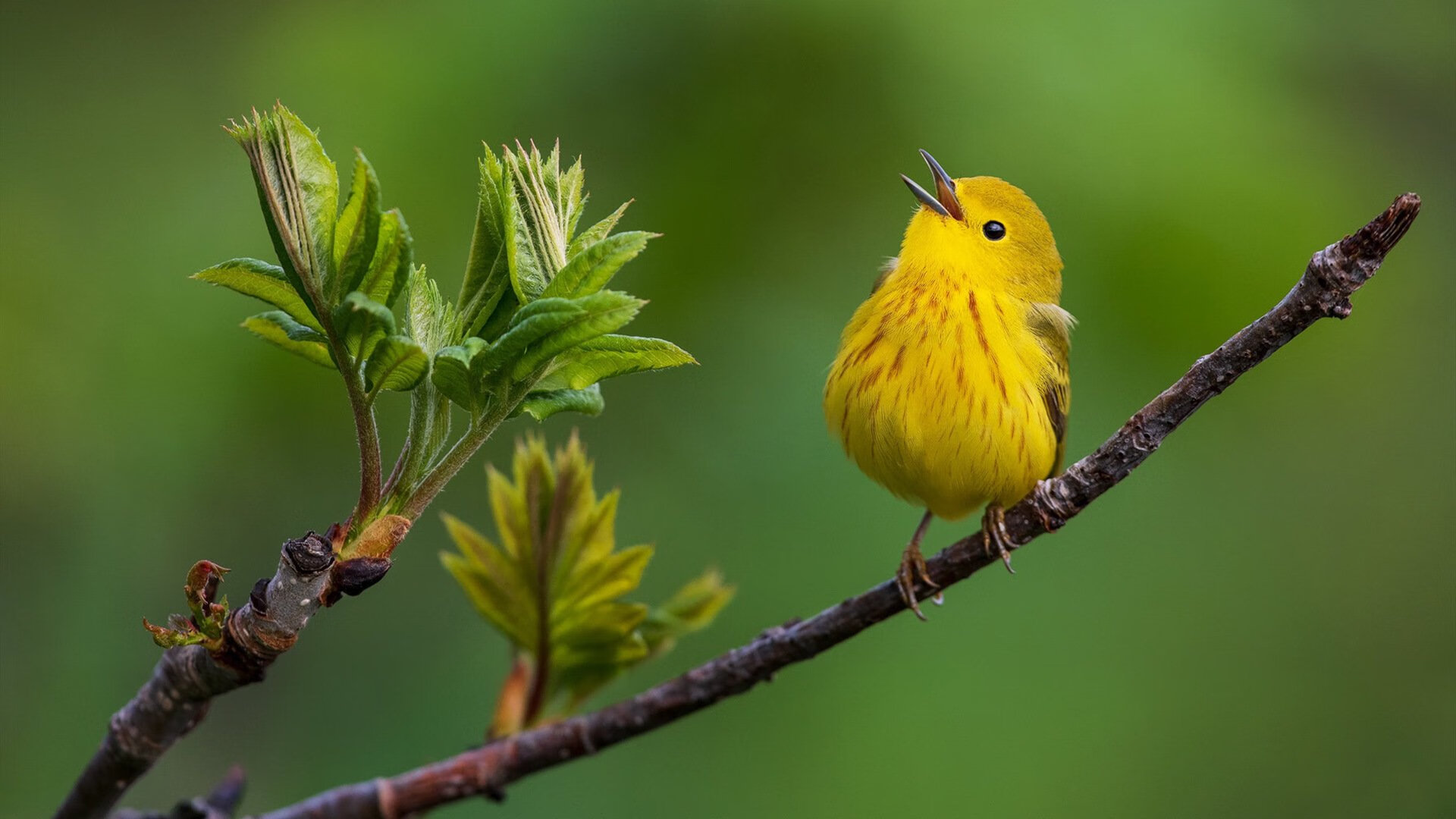 马赛主场氛围助力日本冲垮几内亚,富安健洋攻防一体成关键先生