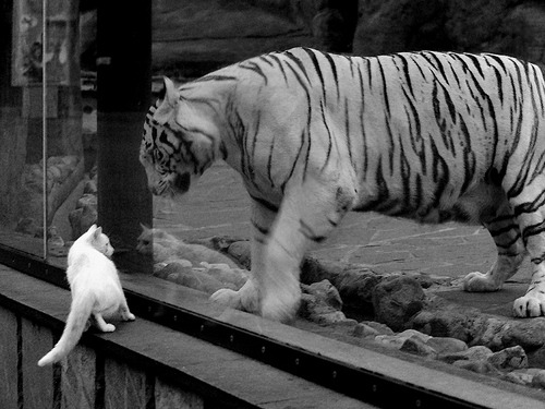 开云体育-北欧风暴席卷酋长球场！努涅斯关键制胜助哥本哈根掀翻阿森纳