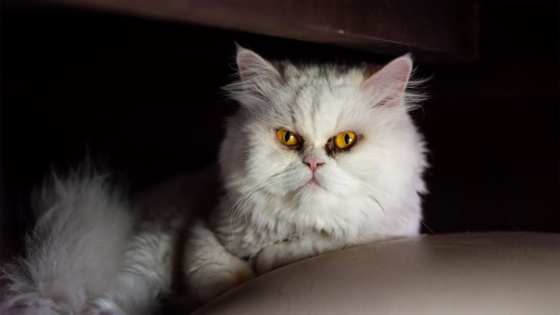 开云体育APP下载-黄喜灿关键先生助哥伦比亚险胜波兰