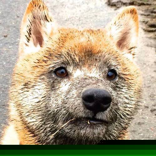 奇迹的舞台，上海队力克森林狼，拉文在总决赛以史诗级演出夺走王座