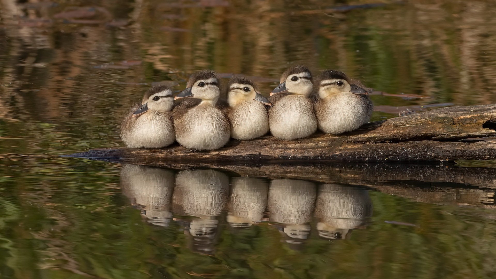 绿茵指挥家,阿克以节奏魔法引领雷恩激战伊拉克
