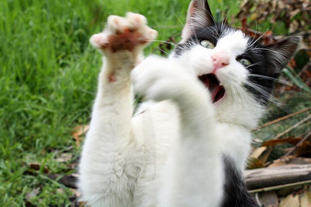 开云下载-巴西对阵韩国赛后，富安健洋的防守表现被赞为教科书