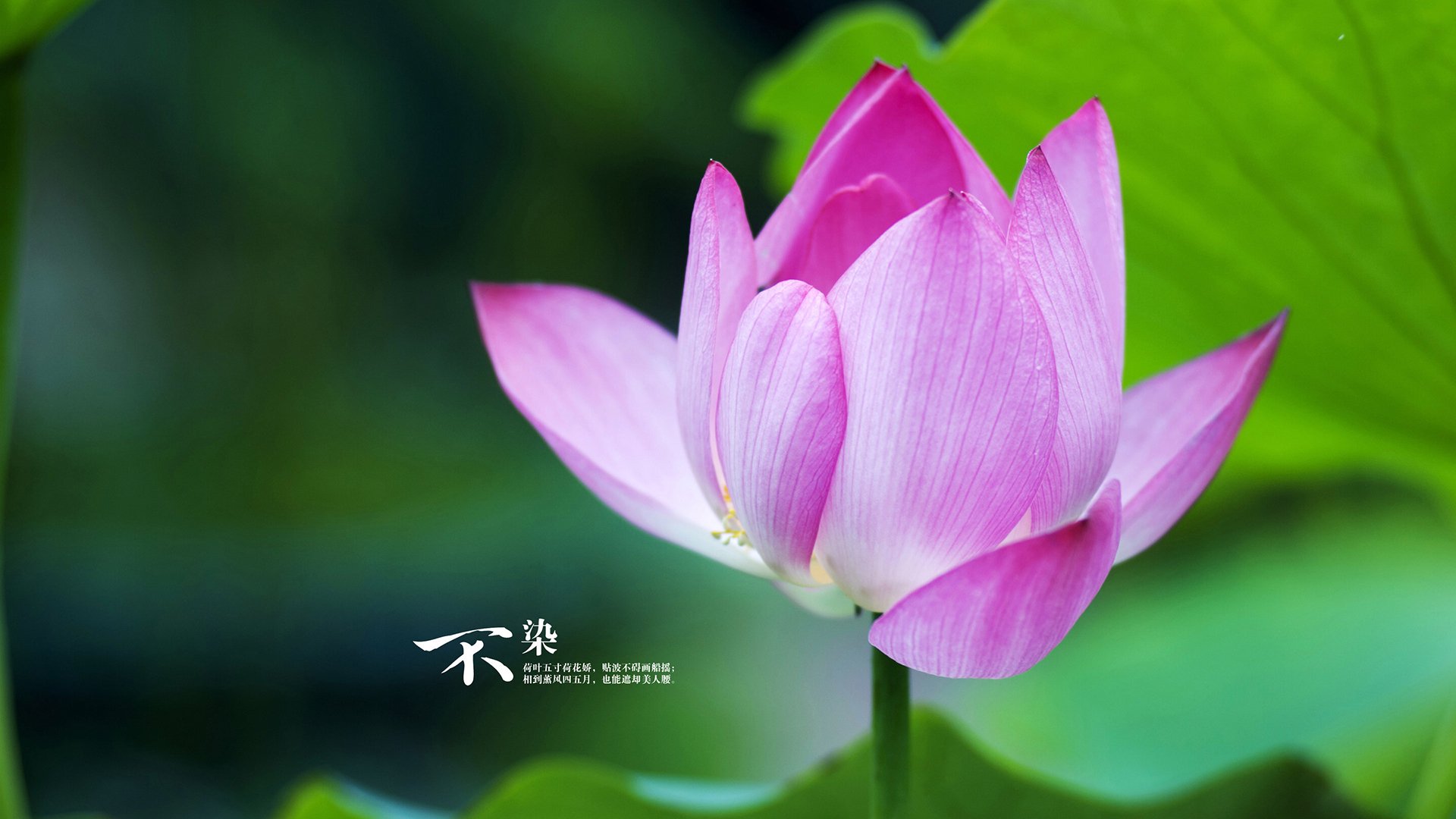 詹姆斯大师级掌控!掘金单节爆发上演交响乐式碾压