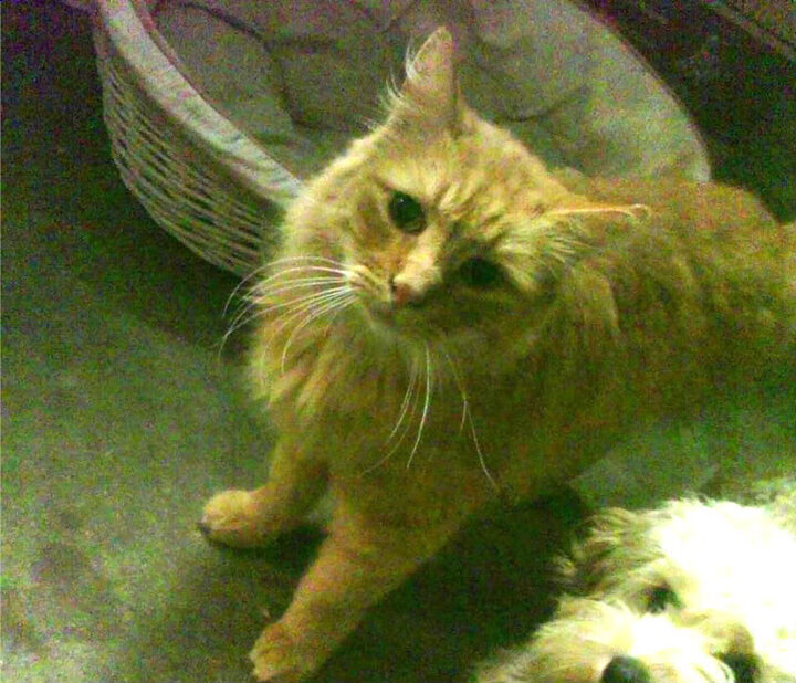 开云体育登录-英格拉姆完美发挥引领尼克斯力克爵士