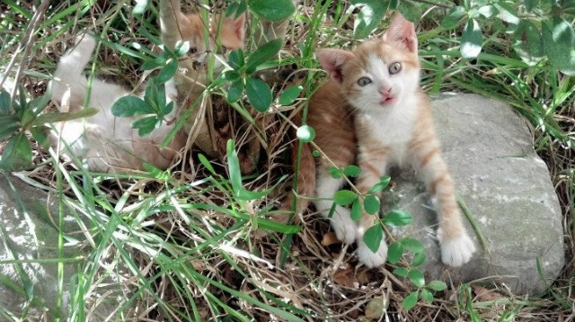 开云体育APP下载-世纪之战，乔治焚天之怒，碾压级表现铸就年度焦点
