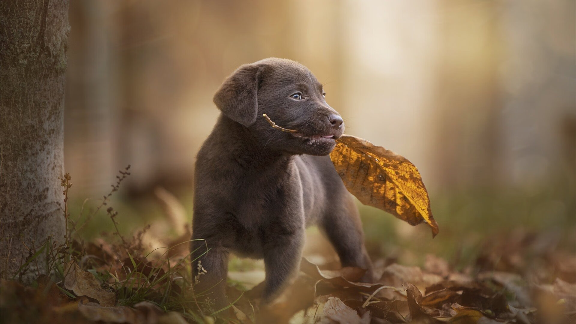 鹰击长空！莫兰特封神之夜率队力克灰熊