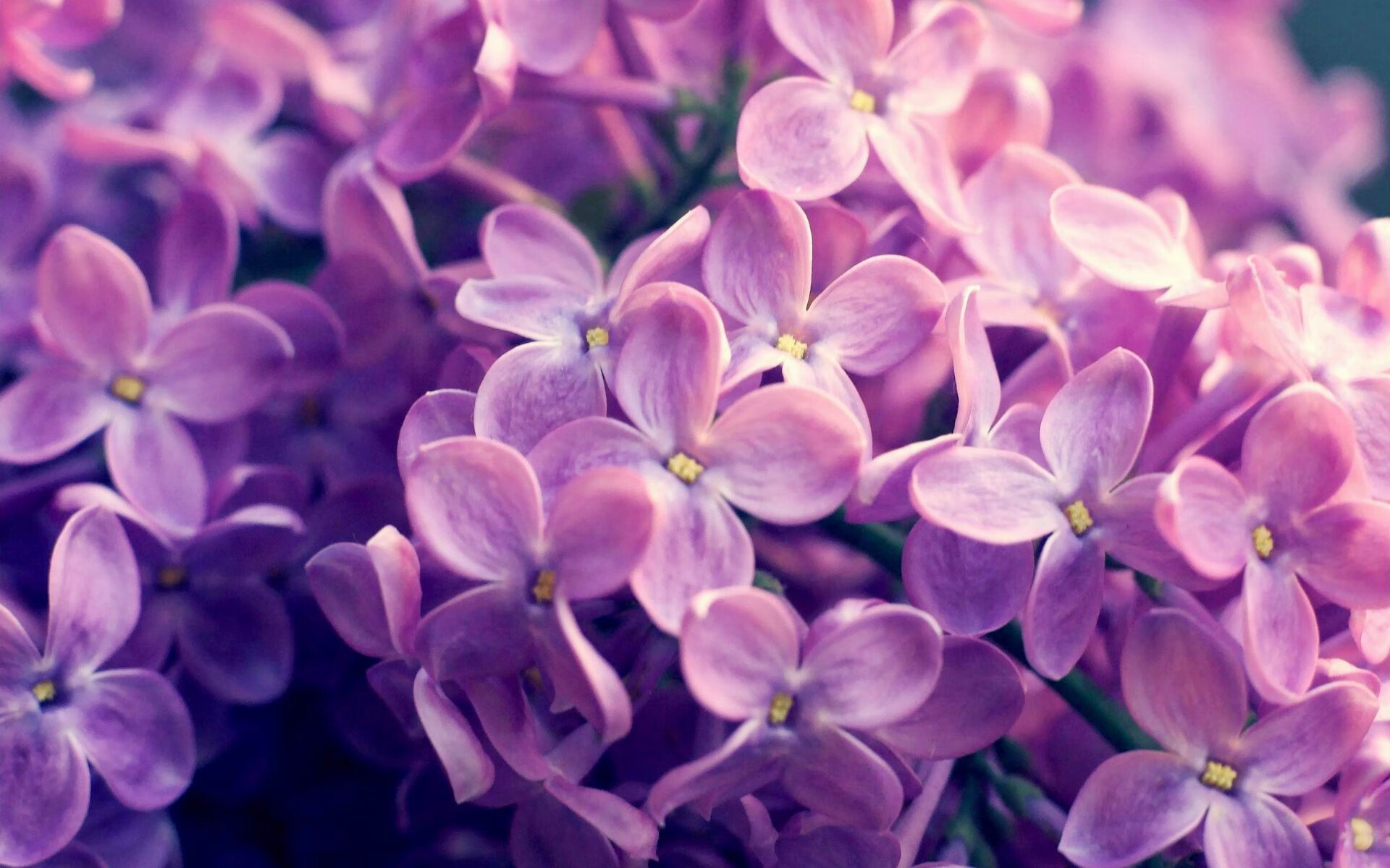 铁幕与琴弦,比利时火力织就罗网,京多安运筹帷幄定乾坤