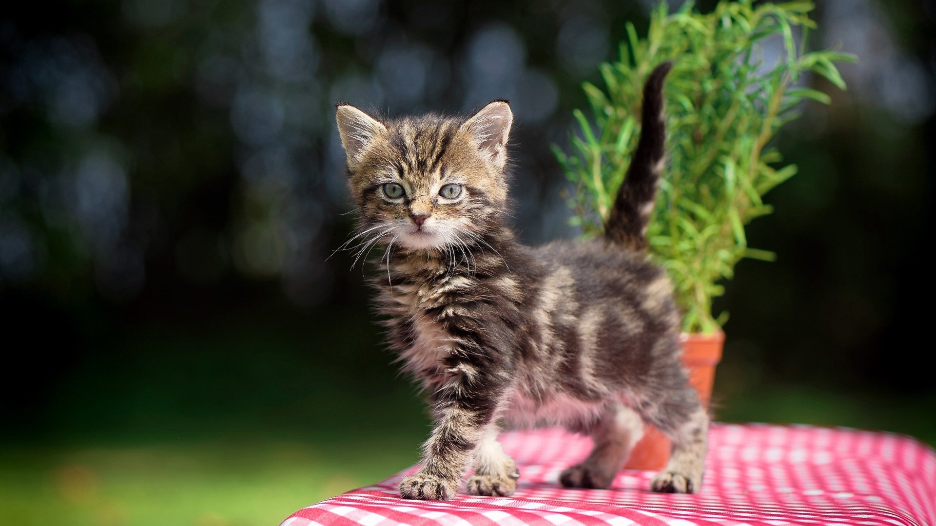 开云体育下载-东方绝杀夜与西方接管者，当深篮硬仗基因遇见NBA封神时刻