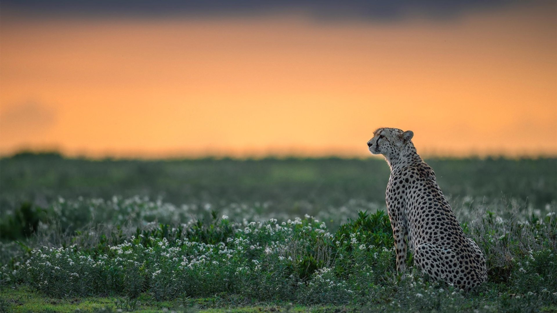 鏖战魔术，哈利伯顿的锋锐与吉林的韧性