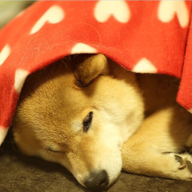 辽宁打穿奇才！震撼西决生死战的陌生主宰者