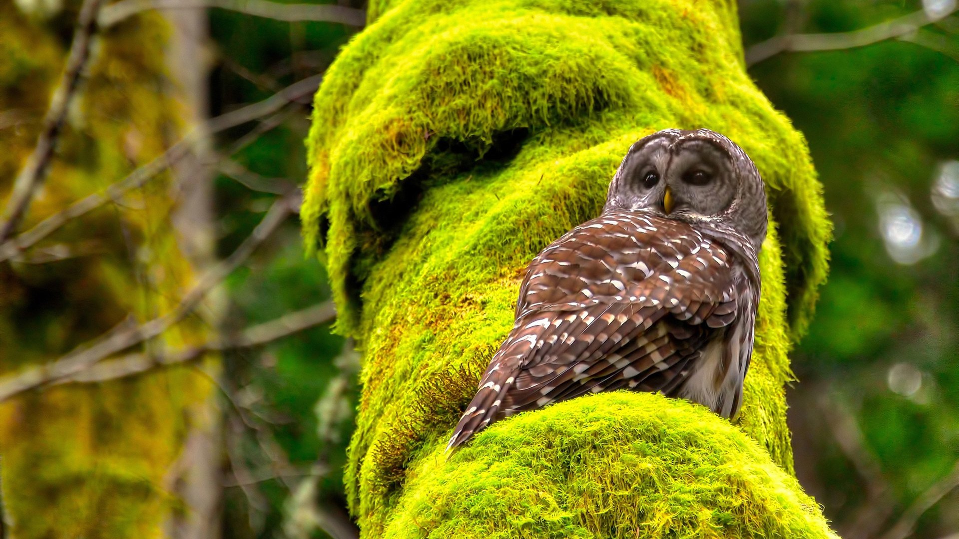 贝恩大场面先生，当孟菲斯灰熊的坚韧遇见辽宁男篮的集体智慧