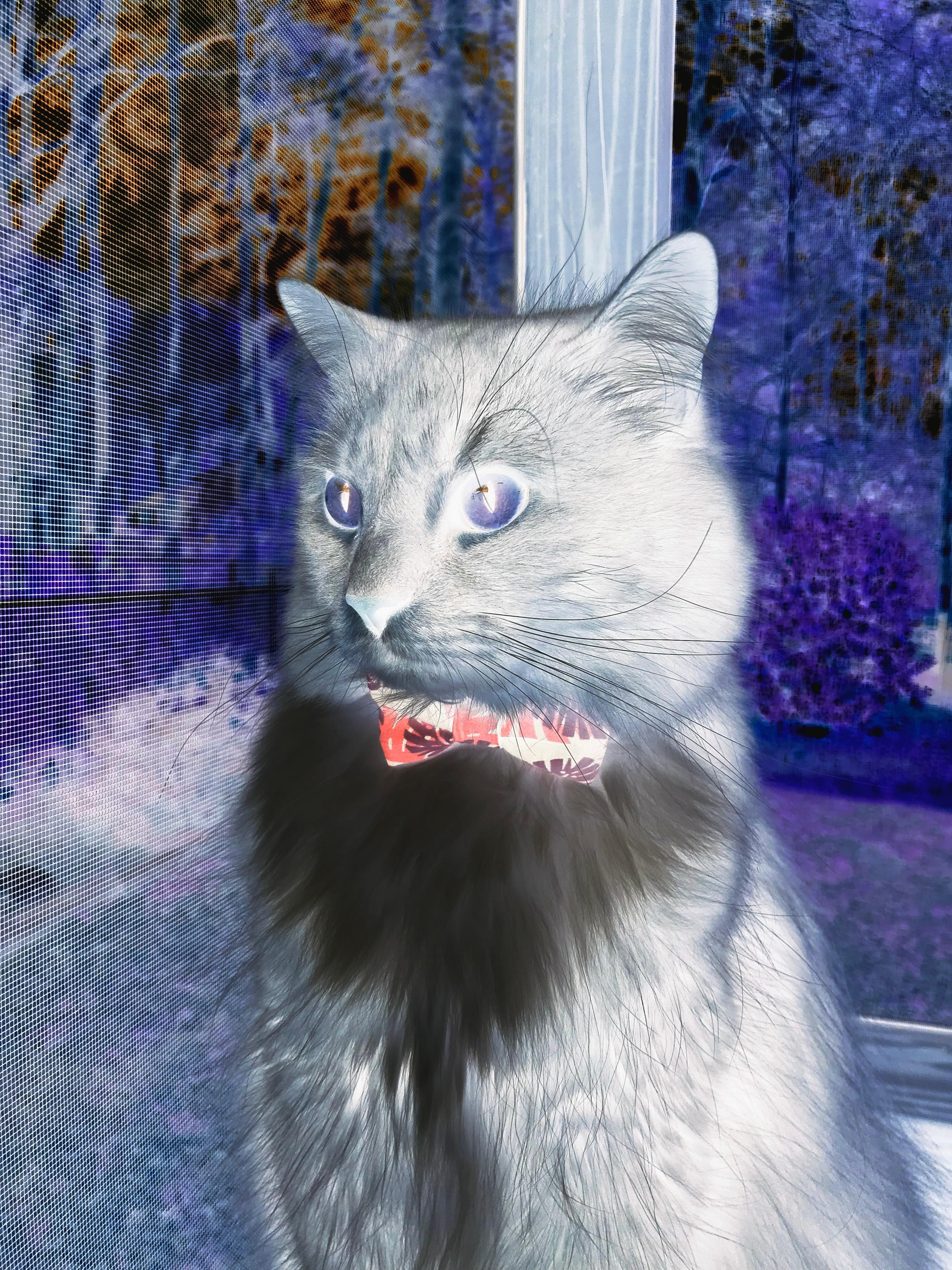 哈利伯顿独木难支，北京队团队篮球粉碎森林狼