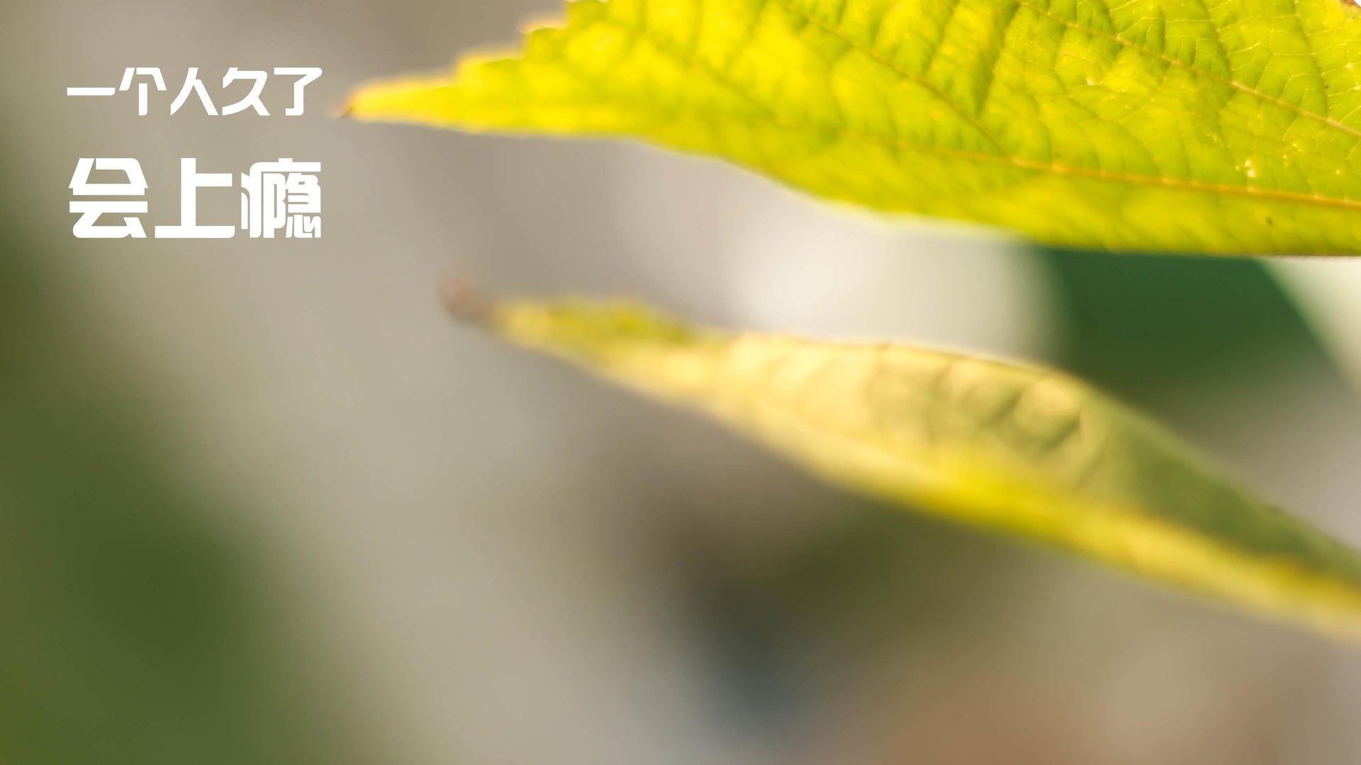 东决关键战之夜，帕尔默，沉默的节奏之王