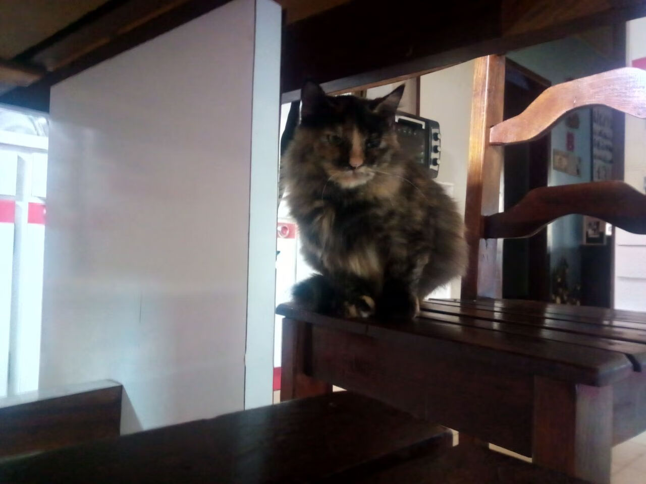 双线告捷，森林狼关键战突围太阳，锡安F1揭幕战上演速度传奇